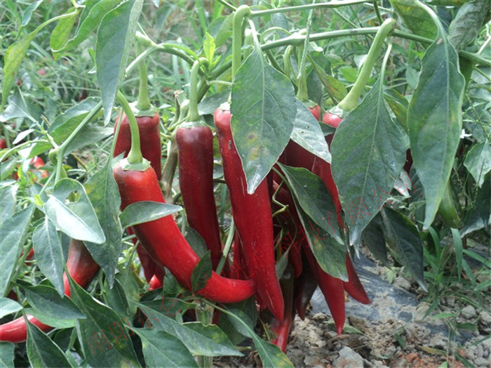 ��̼����