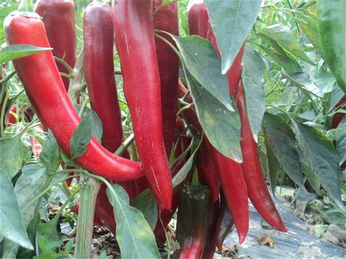 ����ʡ�������Ї�������܊ĳ���ڱ��ϻ��ع�̼����ϲ�@�S����ÿ����ʩ��̼�˷�1200�������a(ch��n)���Ȼ���������(sh��)�F�˷��������ҟo(w��)���x(ch��ng)���l(f��)�����o(w��)�к������y�����|(zh��)�ػ؏͵�ԭ���B(t��i)Ʒ�|(zh��)��