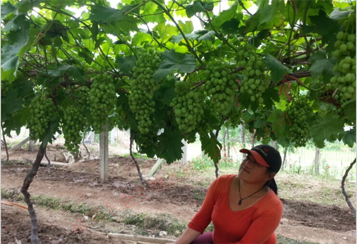 ���ϳ��¹�̼���Ѵ��S��