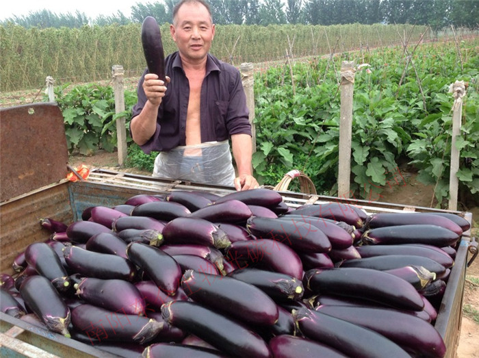 ɽ�|�۹��߲˻�������ʩ�ù�̼�˷ʺ�a(ch��n)����(chu��ng  )�vʷ���