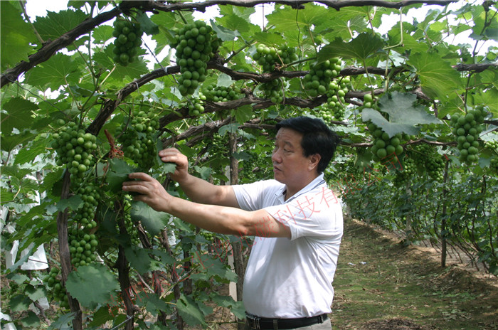 �����������L(ch��ng)���|��ʡ��ɽ��̼�˷����ѻ����^(gu��n)�������L(ch��ng)��The chairman observed the grape growing situation in Liaoning Province Hei