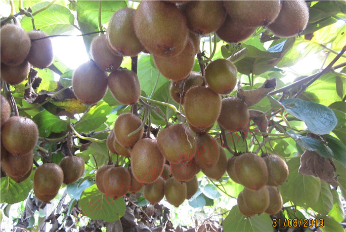 ���{�h��̼�˷ʫJ���ҹ���(sh��)����������֦�^Xixia County, gonton fertilizer, kiwi fruit, Bending Branches