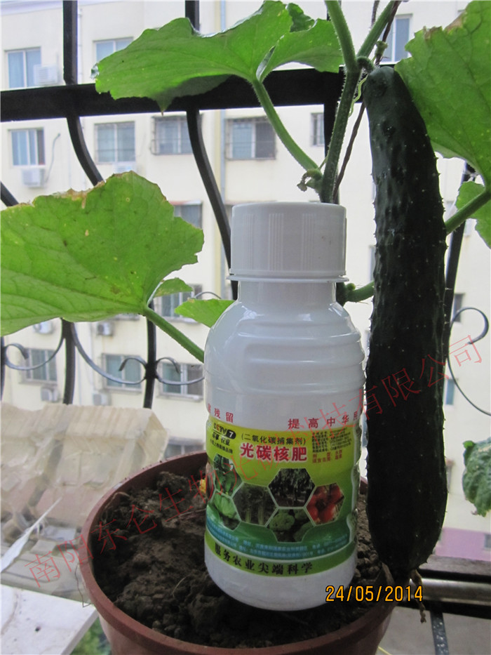 �(y��ng)�_�辰С���� �Y����̼���S��Balcony bonsai small flower pot, out of light carbon big cucumber