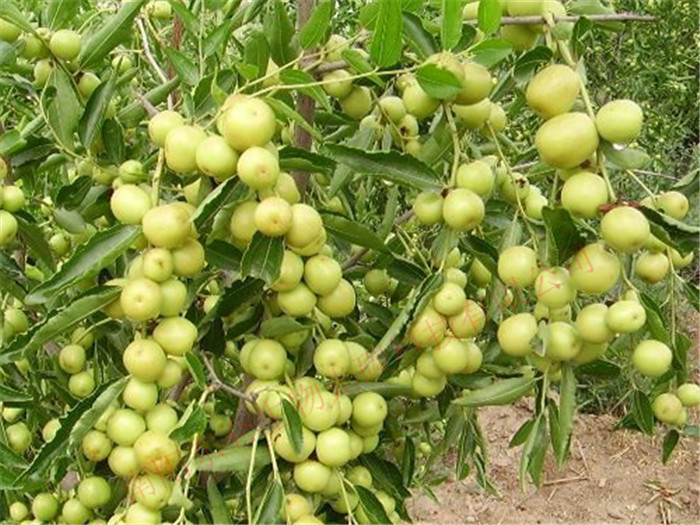 �½���̼�˷ʴ󗗮a(ch��n)������Ʒ�|(zh��)��Xinjiang gonton fertilizer, jujube high yield, good quality