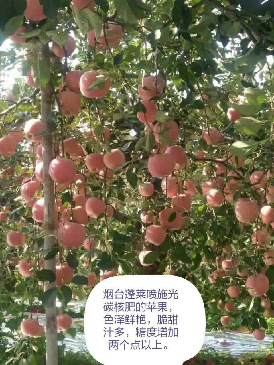 ��̼�O(p��ng)��Delicious gonton apple